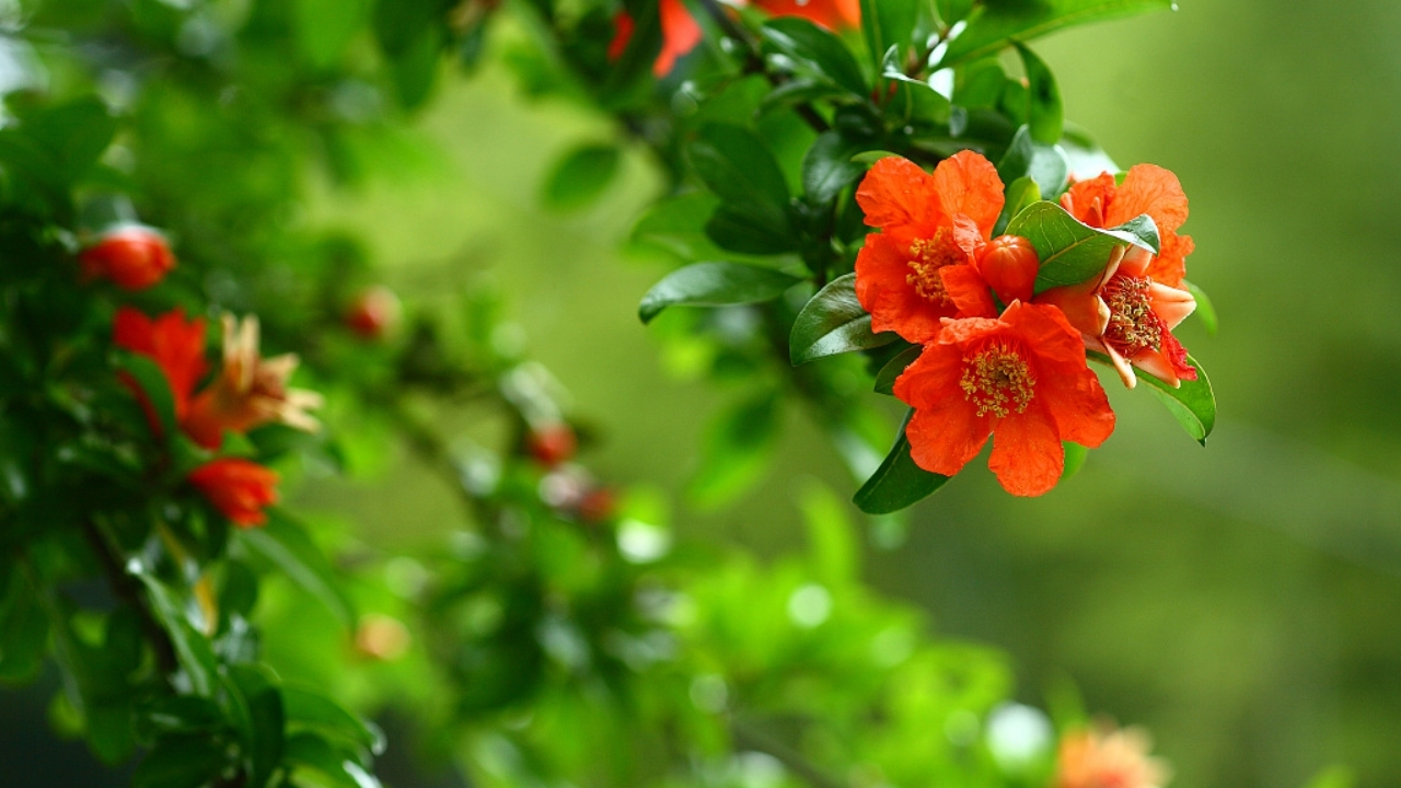 Benefits Of Pomegranate Flowers: ఈ పువ్వు  ఆరోగ్యానికి దివ్యౌషధం.. దీని చూర్ణం తేనెతో కలిపి తీసుకుంటే ఆ సమస్యలన్నీ మాయం