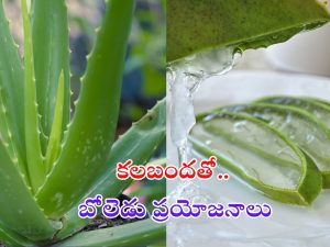 Aloe Vera Health Benefits: కలబందతో మతిపోయే ప్రయోజనాలు !