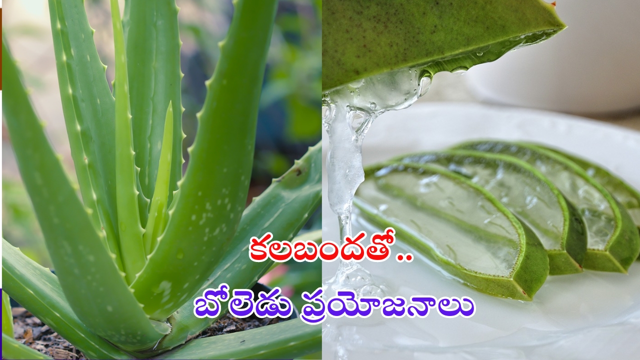 Aloe Vera Health Benefits: కలబందతో మతిపోయే ప్రయోజనాలు !