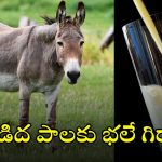 Donkey Milk: గాడిద పాలతో లక్షల్లో లాభాలు.. ఇంతకీ ఆ పాలు తాగితే ఏం జరుగుతుందో తెలుసా?