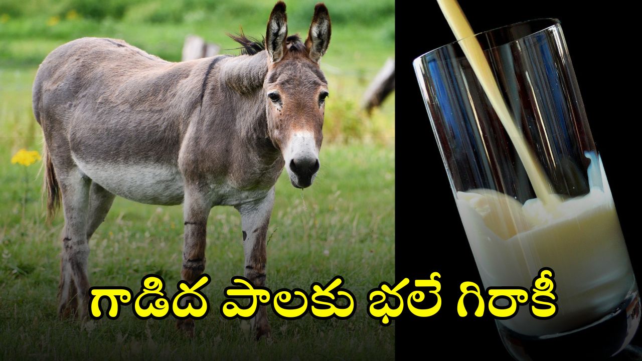 Donkey Milk: గాడిద పాలతో లక్షల్లో లాభాలు.. ఇంతకీ ఆ పాలు తాగితే ఏం జరుగుతుందో తెలుసా?