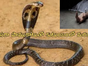 Snake Terror: పాము పగ.. ఒకే కుటుంబంలో పాము కాటుతో ముగ్గురు మృతి.. ఇంకా ఎవరెవరంటే..