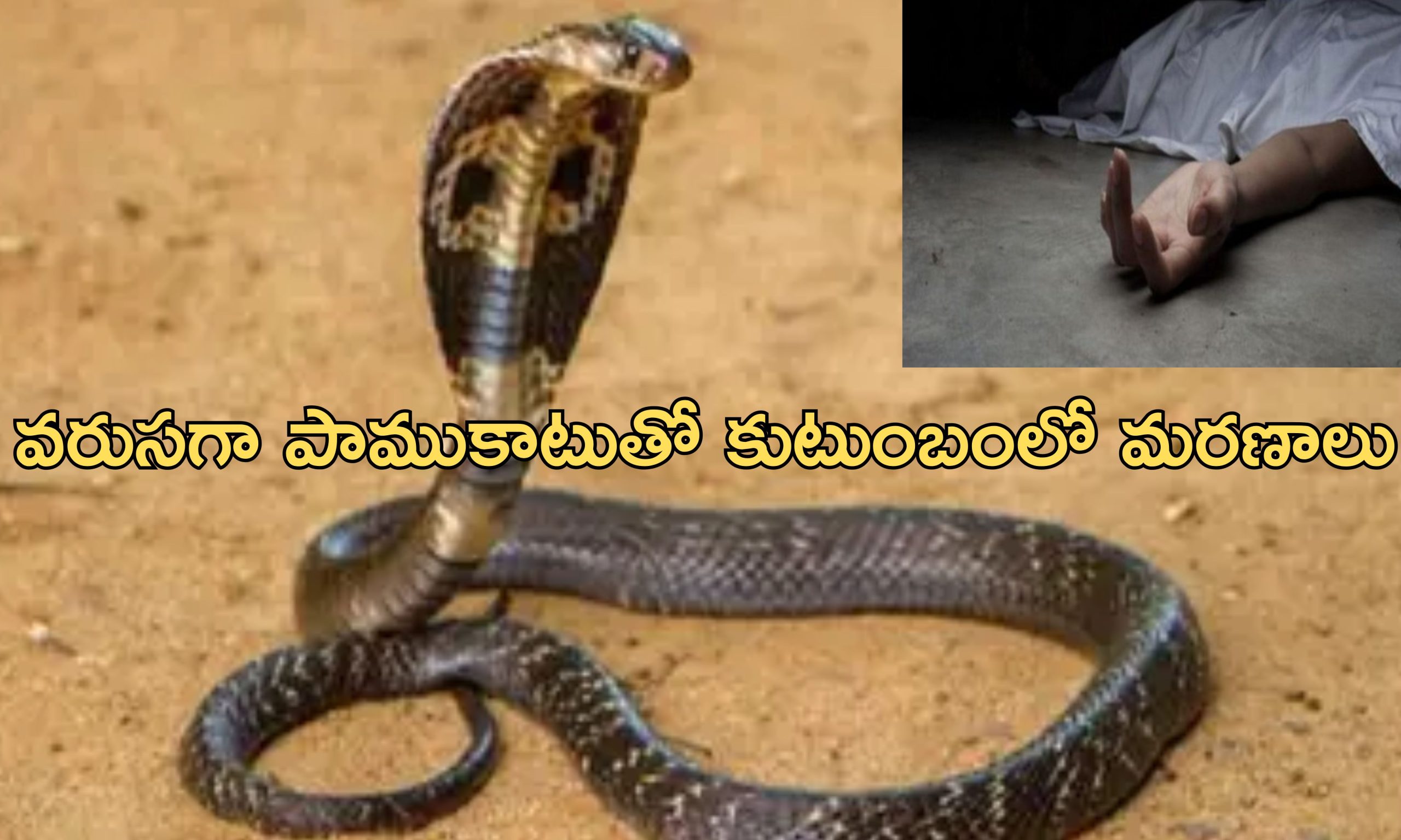 Snake Terror: పాము పగ.. ఒకే కుటుంబంలో పాము కాటుతో ముగ్గురు మృతి.. ఇంకా ఎవరెవరంటే..