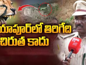 Miyapur Chirutha Puli: మియాపూర్‌లో కనిపించింది చిరుత కాదా? మరేంటి? అధికారులు ఏమంటున్నారు? అయినా బీ అలర్ట్!