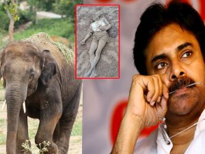 Elephants Attack on Farmers: రైతులను బలి తీసుకుంటున్న ఏనుగులు.. పవన్ ఇచ్చిన ఆ మాట ఏమైనట్లు?