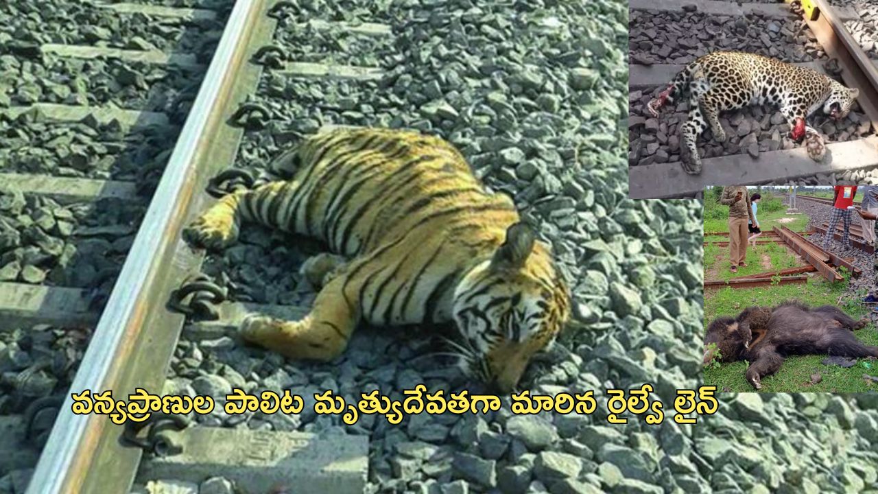 Ratapani Wildlife Sanctuary: 7 పులులు, 14 చిరుత పులులు, 1 ఎలుగుబంటి మృతి.. ‘అంతా రైల్వే శాఖ తప్పిదమే’