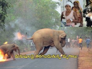 Wild Animals Attacking Humans: జనావాసాల మీద దాడులు చేస్తున్న వన్యమృగాలు.. కారణాలు ఇవేనా?..