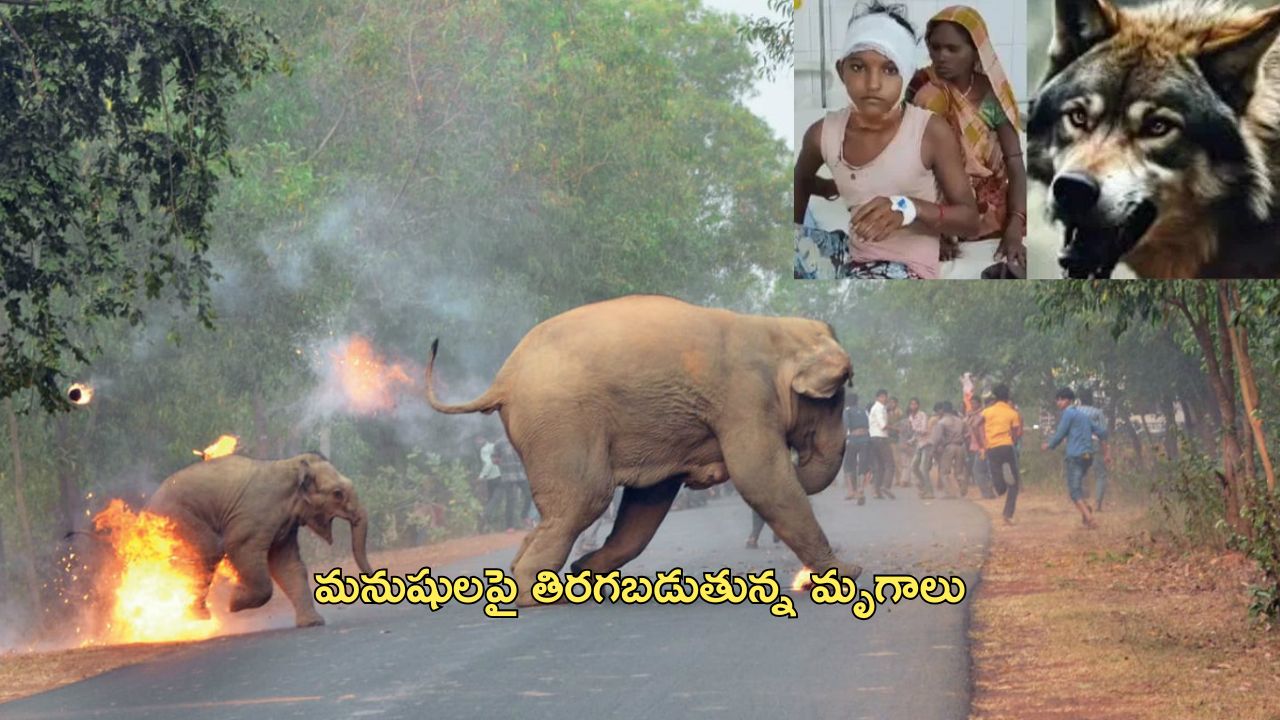 Wild Animals Attacking Humans: జనావాసాల మీద దాడులు చేస్తున్న వన్యమృగాలు.. కారణాలు ఇవేనా?..