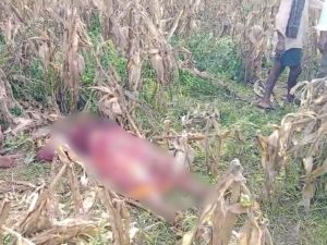 Nandyal Crime News: కోరిక తీర్చలేదని.. కోడలిని చంపిన మామ.. మరీ ఇంత దారుణమా..