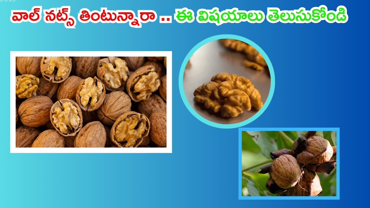 Walnuts: వాల్ నట్స్ తింటున్నారా ? అయితే ఈ విషయాలు తప్పక తెలుసుకోండి