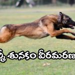 Army Dog Phantom Dies: సైనికులను కాపాడి.. తన ప్రాణం విడిచింది.. ఉగ్రవాదుల కాల్పుల్లో ఆర్మీ డాగ్ ఫాంటమ్ మరణం