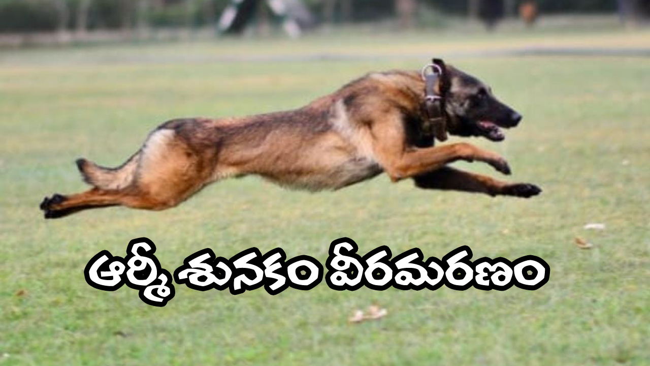 Army Dog Phantom Dies: సైనికులను కాపాడి.. తన ప్రాణం విడిచింది.. ఉగ్రవాదుల కాల్పుల్లో ఆర్మీ డాగ్ ఫాంటమ్ మరణం