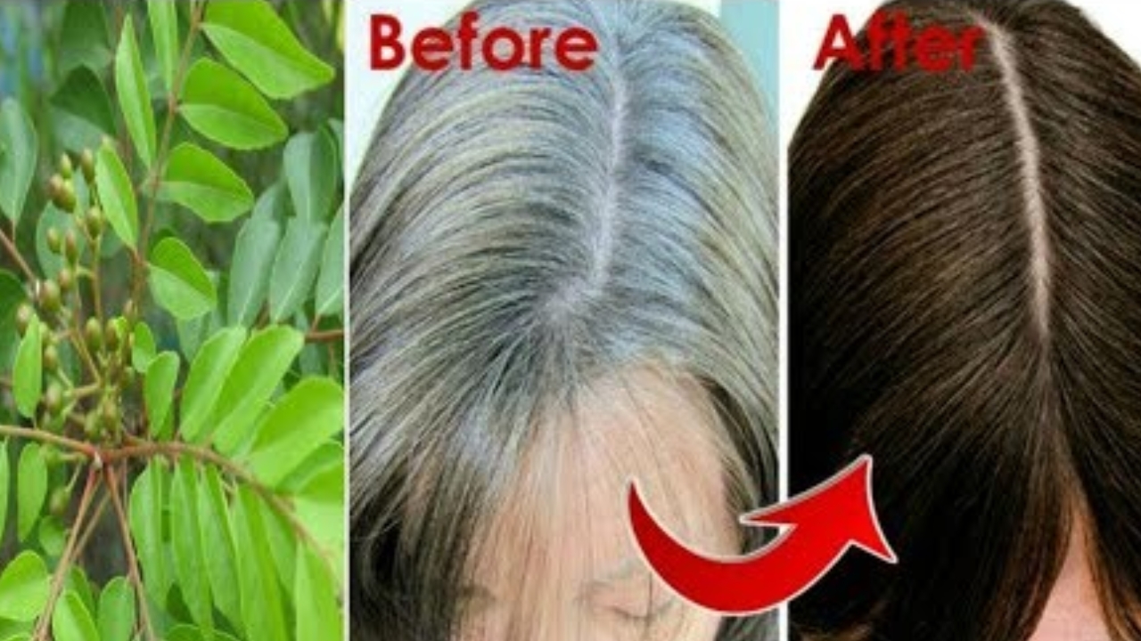 Curry Leaves Hair Oil: కరివేపాకుతో ఇలా చేస్తే.. తెల్లజుట్టు నల్లగా మారడం పక్కా