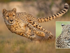 Cheetahs – Big Cats: చిరుత పులిలా కనిపించే అడవి పిల్లి, అసలు దీని కథ ఏంటో తెలుసా?