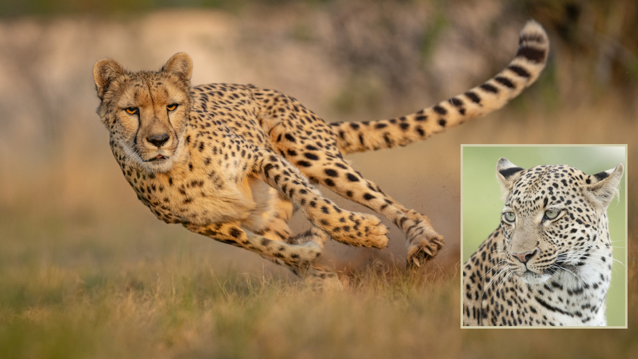 Cheetahs – Big Cats: చిరుత లాగే అడవి పిల్లి ప్రమాదకరమా? రెండింటికి తేడా ఏంటి?