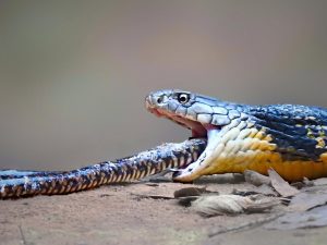 Snake Species: ఈ పాములు తోటి పాములనే తింటాయి, ఎందుకో తెలుసా?