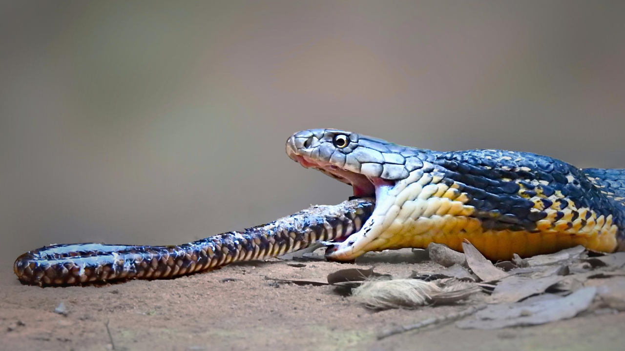 Snake Species: ఈ పాములు తోటి పాములనే తింటాయి, ఎందుకో తెలుసా?