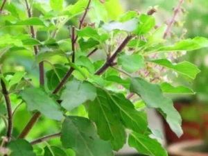 Tulsi Chalisa Benefits: కోరికలు తీరి, ఆర్థికంగా ఇబ్బందులు లేకుండా ఉండాలంటే ఈ సాధారణ పని చేయండి !