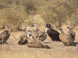 Vultures: రాబందులు చనిపోతే.. మనిషి పరిస్థితి అంతే!