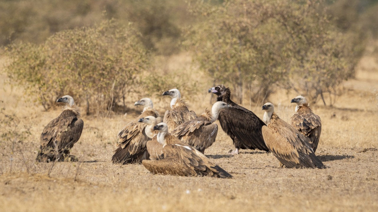 Vultures: రాబందులు చనిపోతే.. మనిషి పరిస్థితి అంతే!