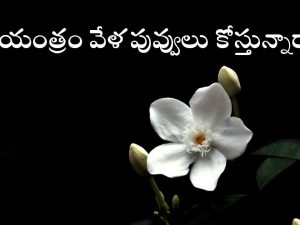 Flowers: సాయంత్రం పూట పూలు తెంపకూడదంటారు ఎందుకు? సైన్సు చెప్పిందిదే