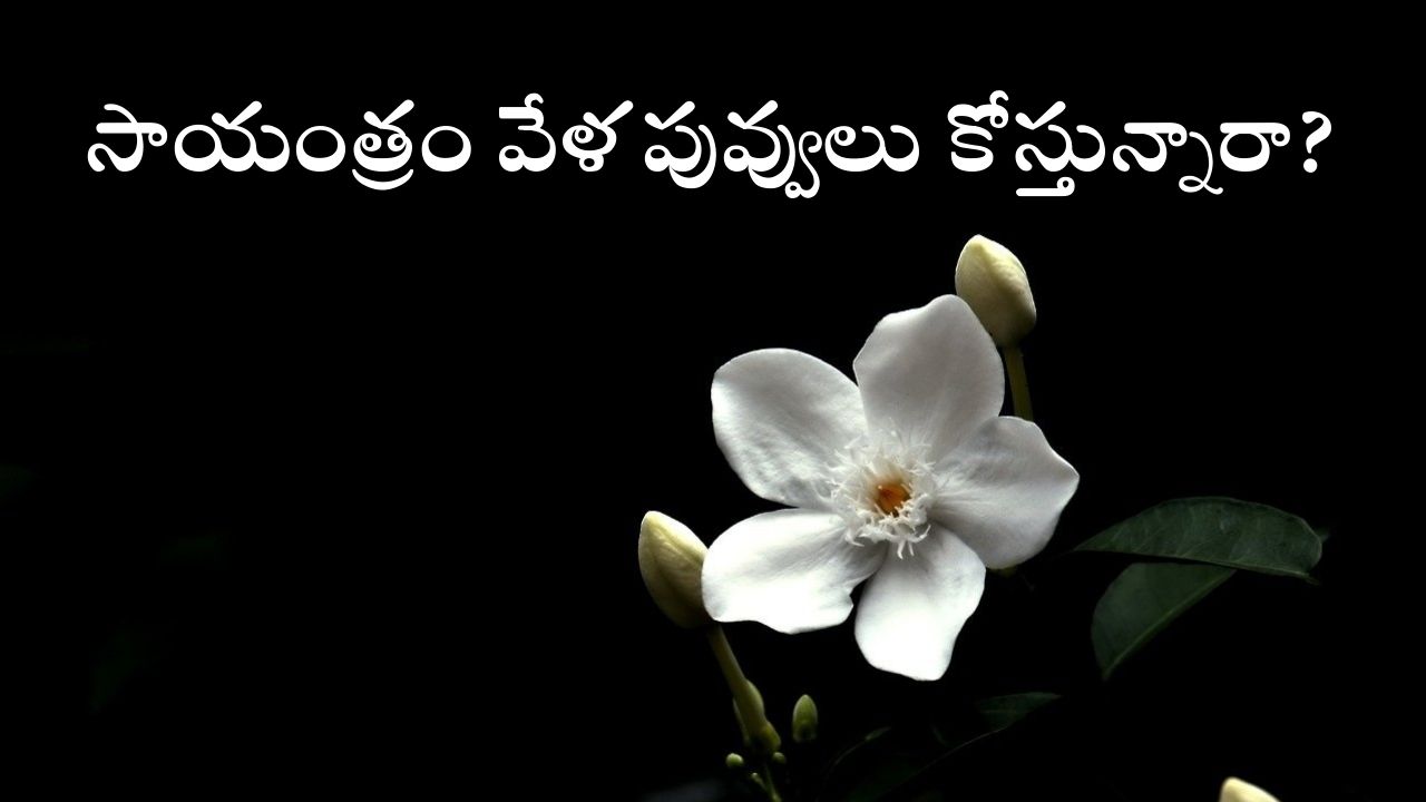 Flowers: సాయంత్రం పూట పూలు తెంపకూడదంటారు ఎందుకు? సైన్సు చెప్పిందిదే