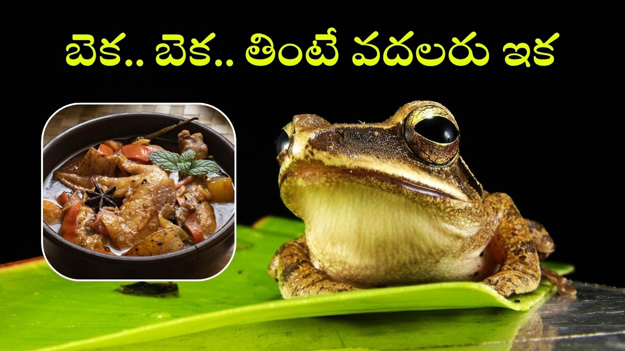 Frogs Health Benefits: కప్పలు తింటే ఇన్ని లాభాలున్నాయా? పదండ్రా పట్టుకొద్దాం!