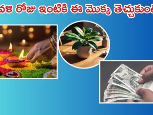 Diwali 2024: దీపావళి రోజు ఈ మొక్కను ఇంటికి తెచ్చుకుంటే.. డబ్బు అయస్కాంతంలా వస్తుంది