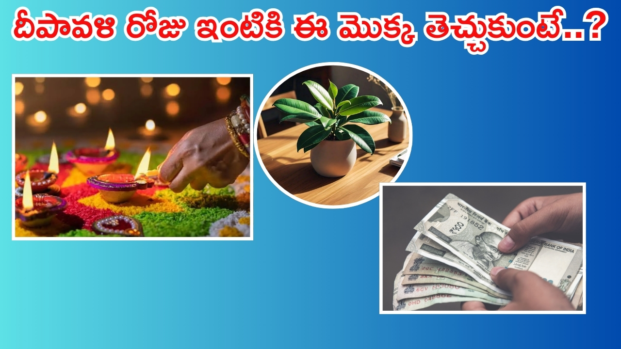 Diwali 2024: దీపావళి రోజు ఈ మొక్కను ఇంటికి తెచ్చుకుంటే.. డబ్బు అయస్కాంతంలా వస్తుంది