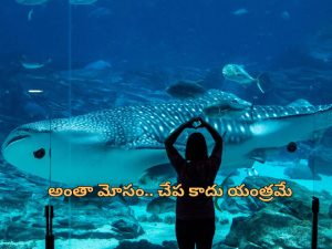 Chinese Aquarium Whale Shark: నకిలీ వేల్ షార్క్ చూపించి కోట్లు సంపాదించిన చైనా కంపెనీ.. ఎలా గుర్తుపట్టారంటే