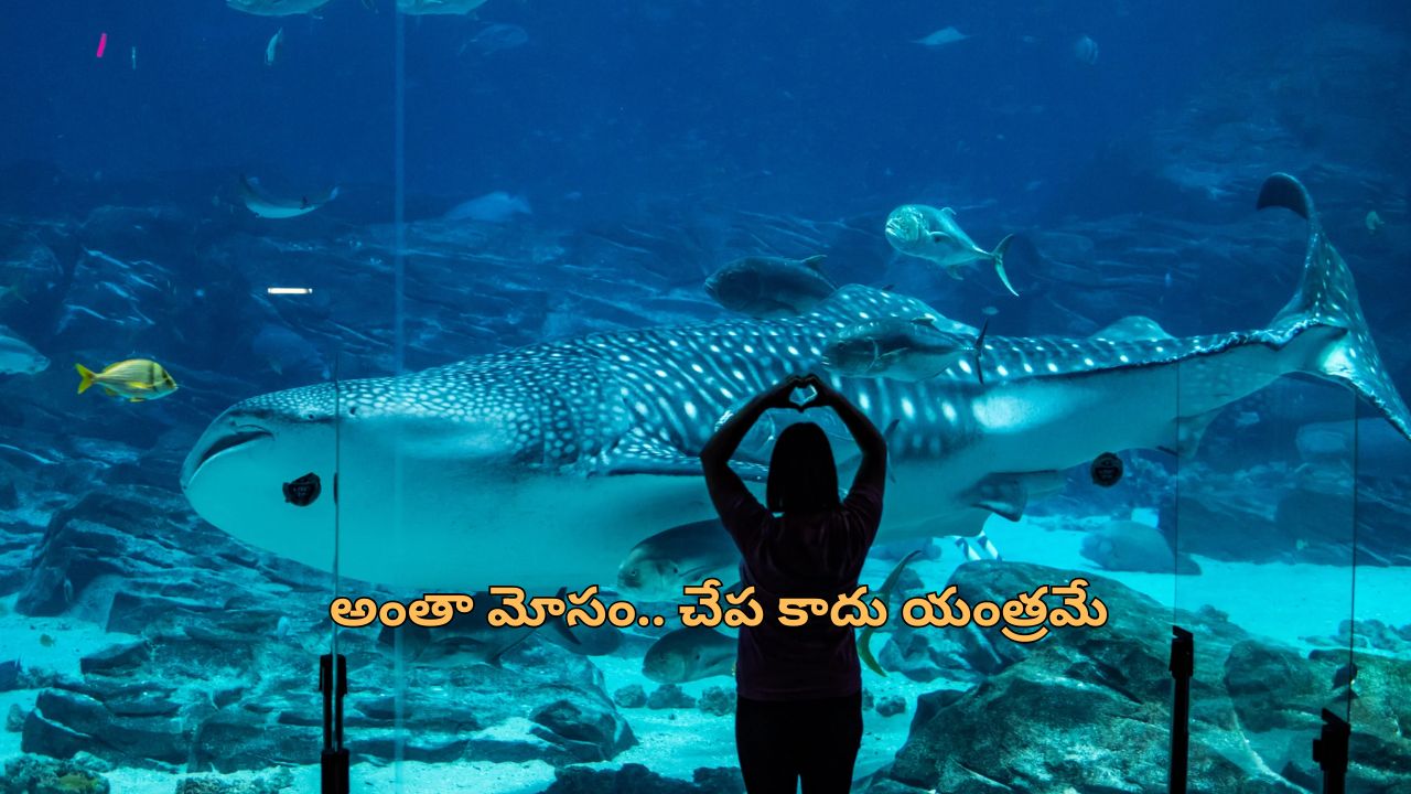 Chinese Aquarium Whale Shark: నకిలీ వేల్ షార్క్ చూపించి కోట్లు సంపాదించిన చైనా కంపెనీ.. ఎలా గుర్తుపట్టారంటే