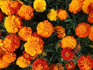 Marigold Flower: హిందూ పండుగలకు, వేడుకలకు బంతిపూలనే ఎందుకు ఎక్కువ వాడతారు? దీని వెనుక ఇంత కథ ఉందా?