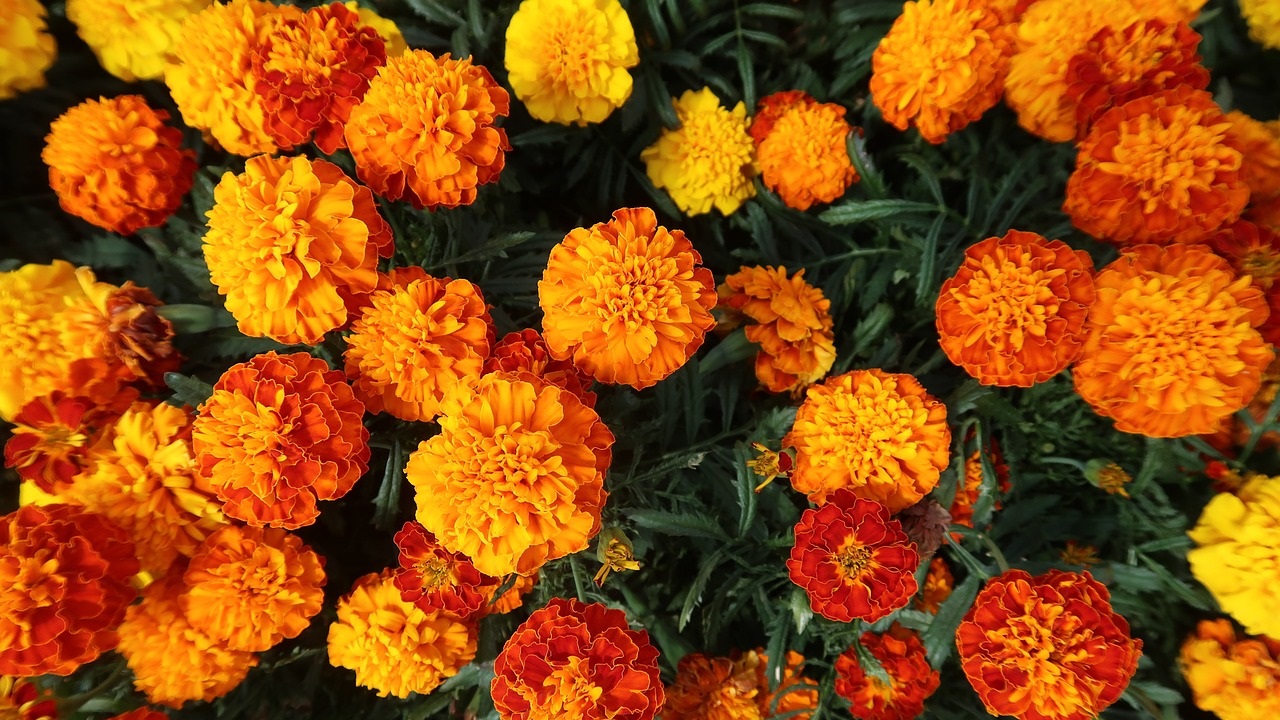 Marigold Flower: హిందూ పండుగలకు, వేడుకలకు బంతిపూలనే ఎందుకు ఎక్కువ వాడతారు? దీని వెనుక ఇంత కథ ఉందా?