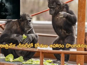 Animal Food Robber: సాలరీ రూ.20 లక్షలు.. కక్కుర్తిపడి జంతువుల ఆహారం దొంగతనం చేసేవాడు!