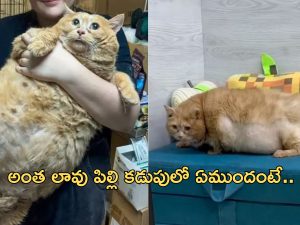 World’s fattest cat: ప్రపంచంలోనే అత్యంత బరువైన పిల్లి.. డైటింగ్ చేస్తూ మృతి!