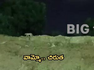 Hyderabad: మియాపూర్‌లో చిరుత సంచారం.. హైదరాబాద్ వాసుల్లో భయం భయం!