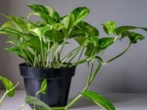 Money Plant Vastu: ఇలాంటి మనీ ప్లాంట్ ఇంట్లో నాటితే అశుభం.. మీ డబ్బులన్నీ గోవిందా..