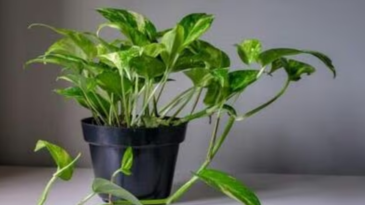 Money Plant Vastu: ఇలాంటి మనీ ప్లాంట్ ఇంట్లో నాటితే అశుభం.. మీ డబ్బులన్నీ గోవిందా..