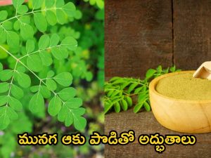 Moringa Powder: మునగ ఆకు పొడితో అద్భుతాలు..ఈ రోగాలన్నీ పరార్ !