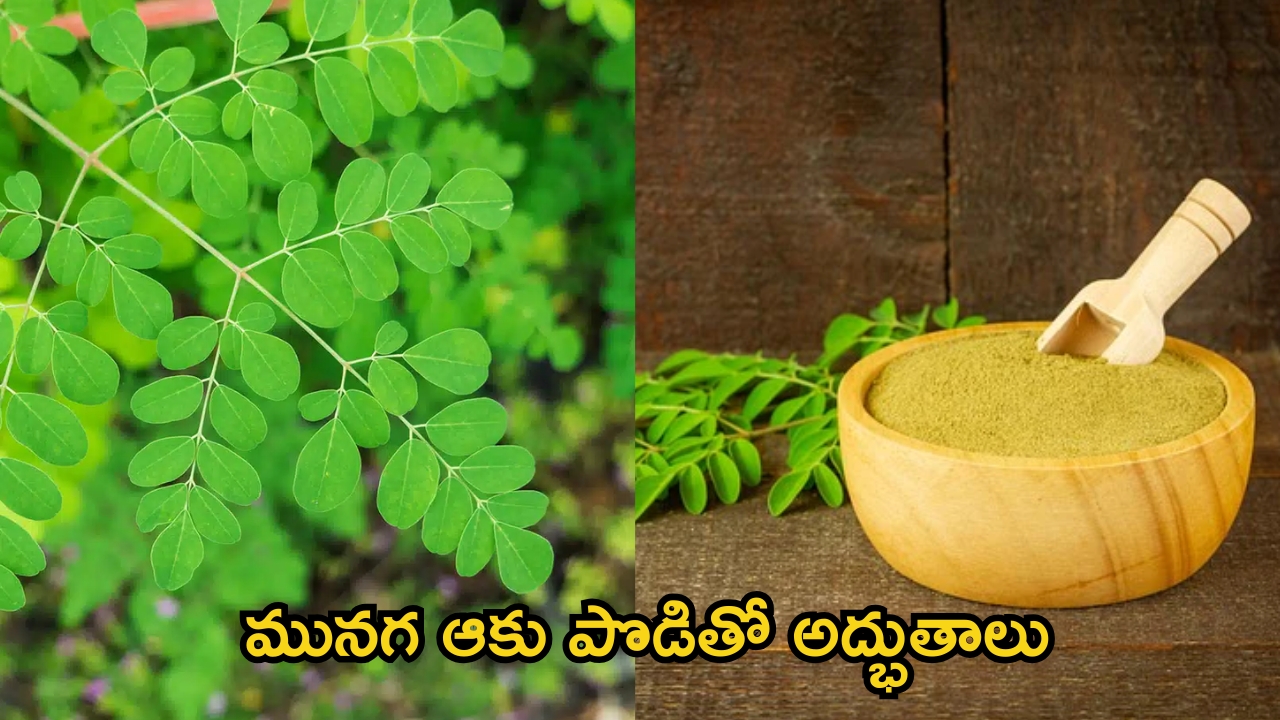 Moringa Powder: మునగ ఆకు పొడితో అద్భుతాలు..ఈ రోగాలన్నీ పరార్ !