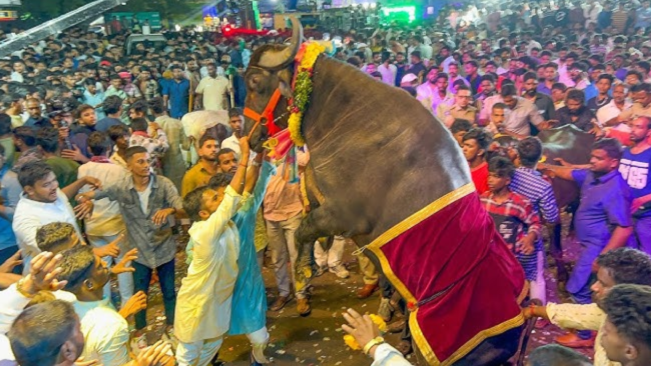 Sadar Festival : ధూం.. ధాం.. సదర్