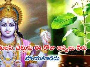 Papankusha Ekadashi: పాపాంకుశ ఏకాదశి రోజు పొరపాటున కూడా తులసి చెట్టుకు నీరు పోయకండి