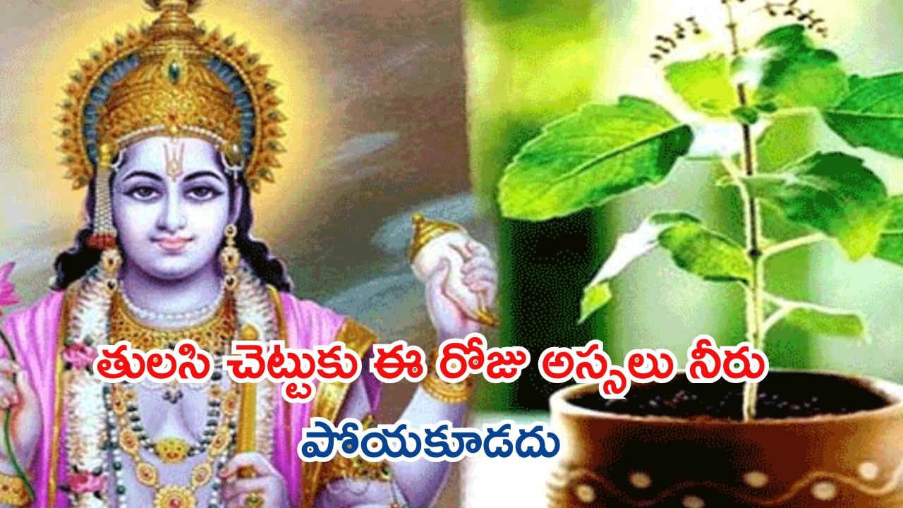 Papankusha Ekadashi: పాపాంకుశ ఏకాదశి రోజు పొరపాటున కూడా తులసి చెట్టుకు నీరు పోయకండి