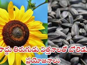 Sunflower Seeds: పొద్దు తిరుగుడు విత్తనాలను గురించిన ఈ విషయాలు మీకు తెలుసా ?