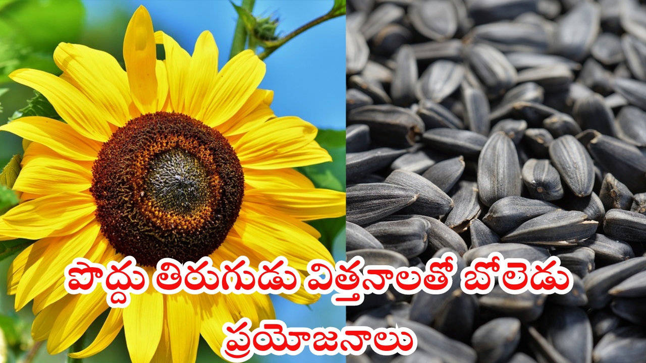 Sunflower Seeds: పొద్దు తిరుగుడు విత్తనాలను గురించిన ఈ విషయాలు మీకు తెలుసా ?