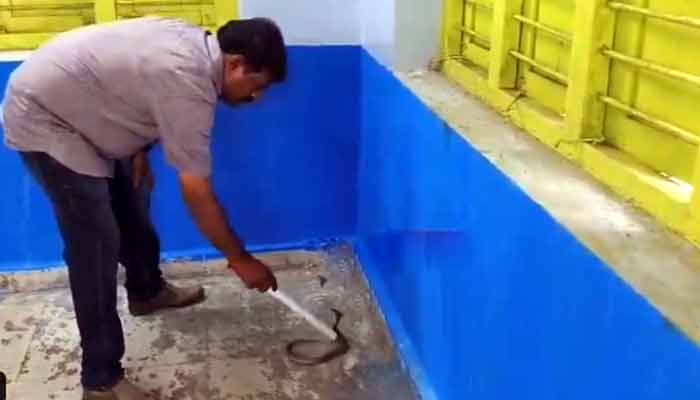 Snake Hulchul in School: పాఠశాలలో నాగుపాము కలకలం.. విద్యార్థుల్లో భయం భయం