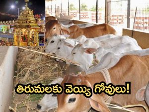 Tirumala: తిరుమలకు వెయ్యి గోవులు ఇస్తా..ప్రభుత్వం సిద్ధమైనా?