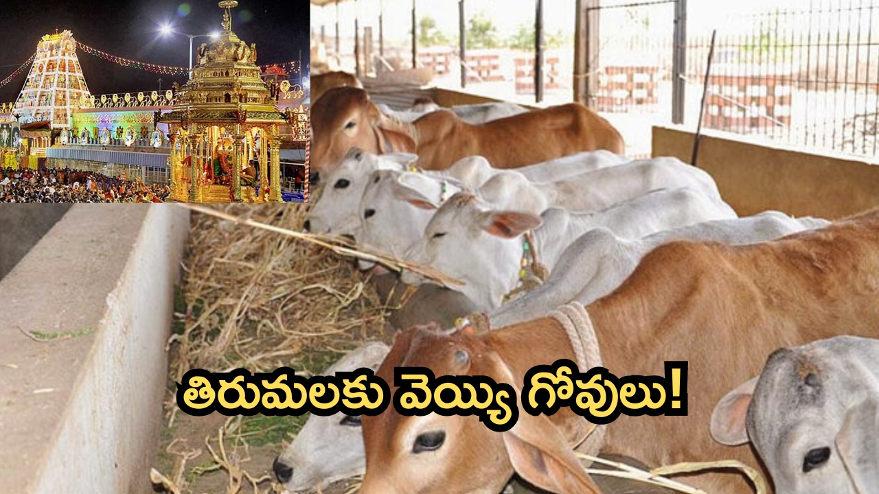 Tirumala: తిరుమలకు వెయ్యి గోవులు ఇస్తా..ప్రభుత్వం సిద్ధమైనా?