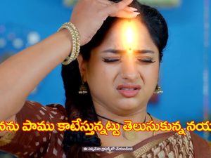 Trinayani Serial Today November 1st: ‘త్రినయని’ సీరియల్‌:   తనను పాము కాటేస్తున్నట్లు తెలుసుకున్న నయని – విక్రాంత్‌ ను కొట్టిన తిలొత్తమ్మ