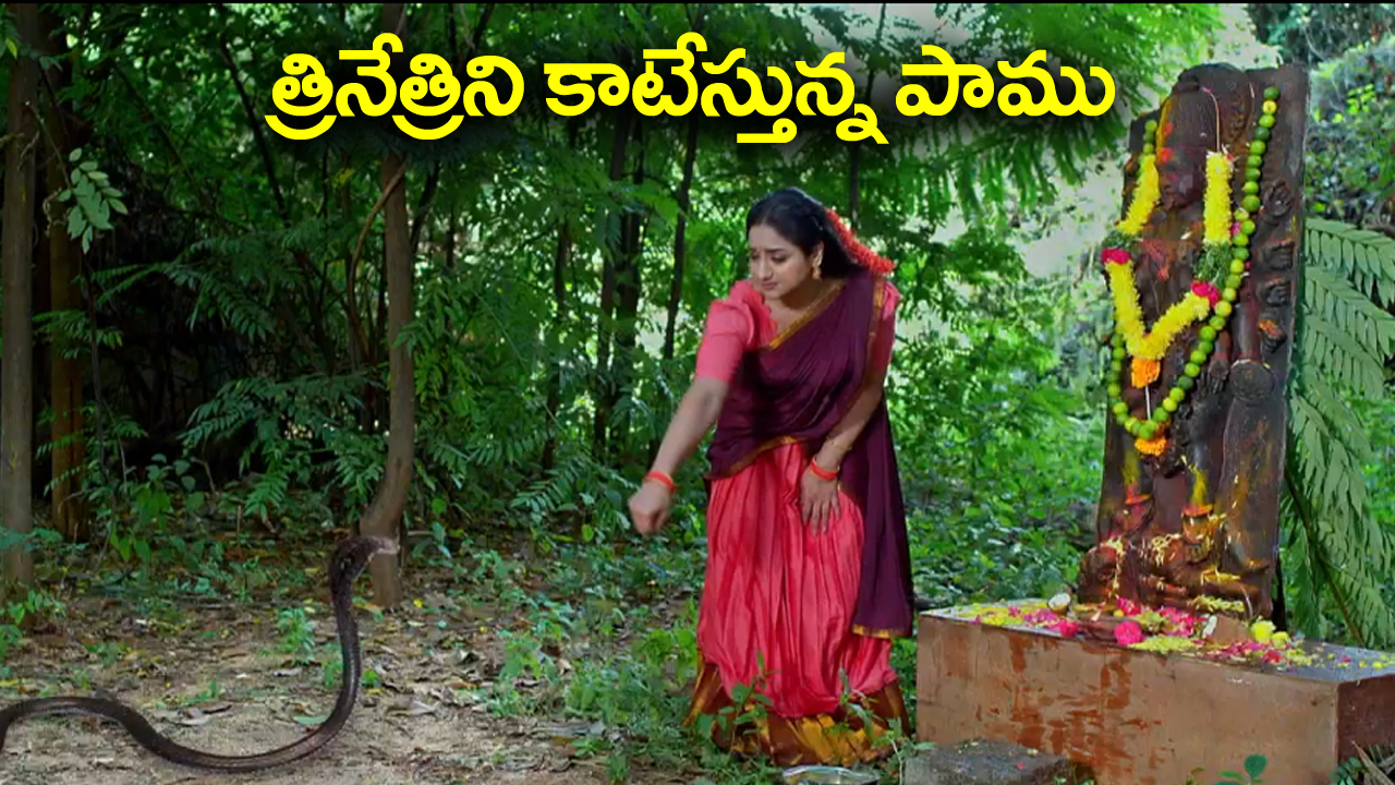 Trinayani Serial Today November 3rd: ‘త్రినయని’ సీరియల్‌:  త్రినేత్రి మీదకు పామును వదిలిన ముక్కోటి – వల్లభను బెదిరించిన హాసిని